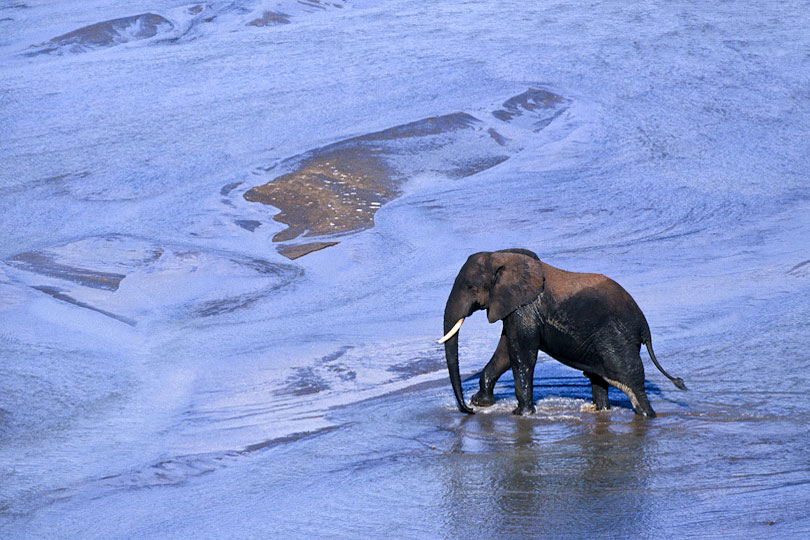 Elephant bull crossing Tarangire River, Tanzania